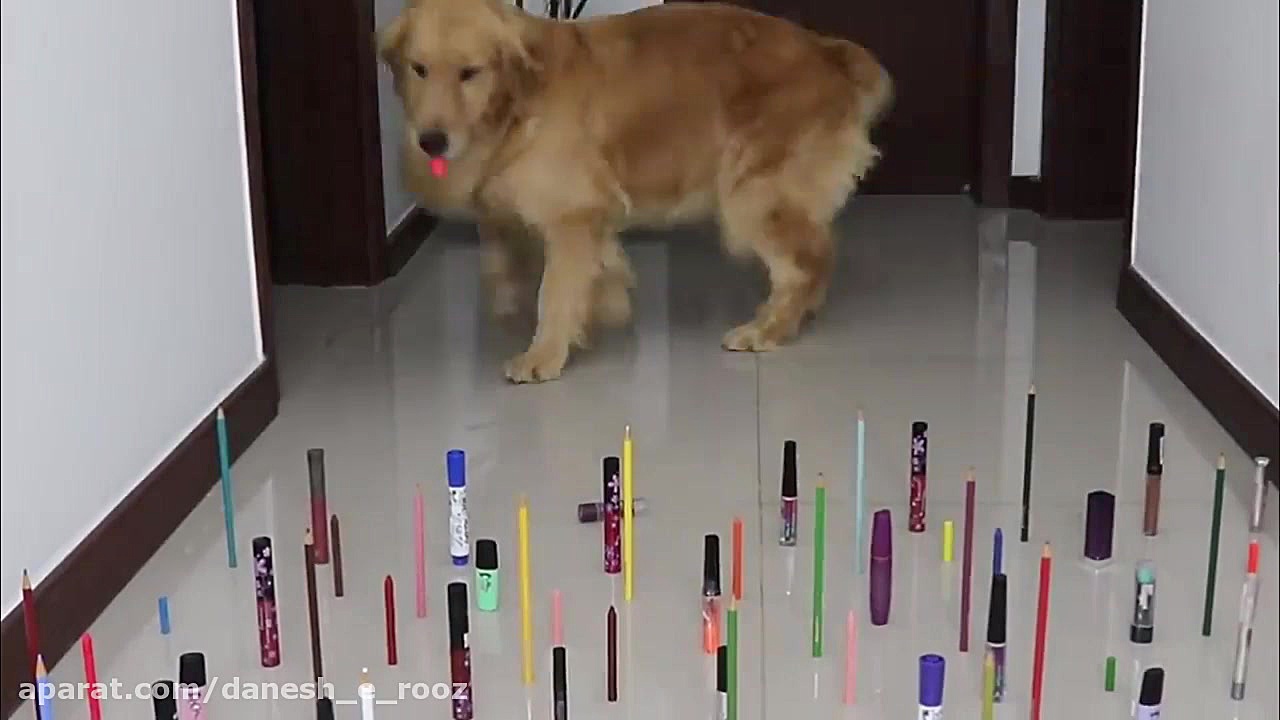 چالش مانع بر راه سگ و گربه