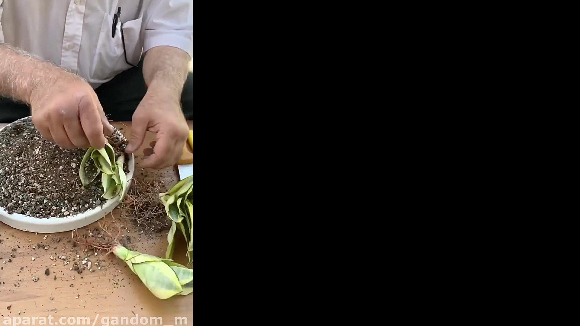 آموزش گلدان زدن سانسوریا  قلمه...