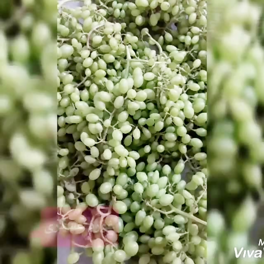 غوره ی شور (غوره غوره)