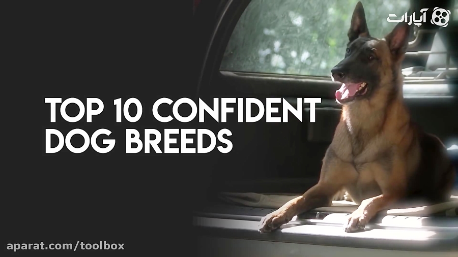 مطمئن ترین نژاد سگها