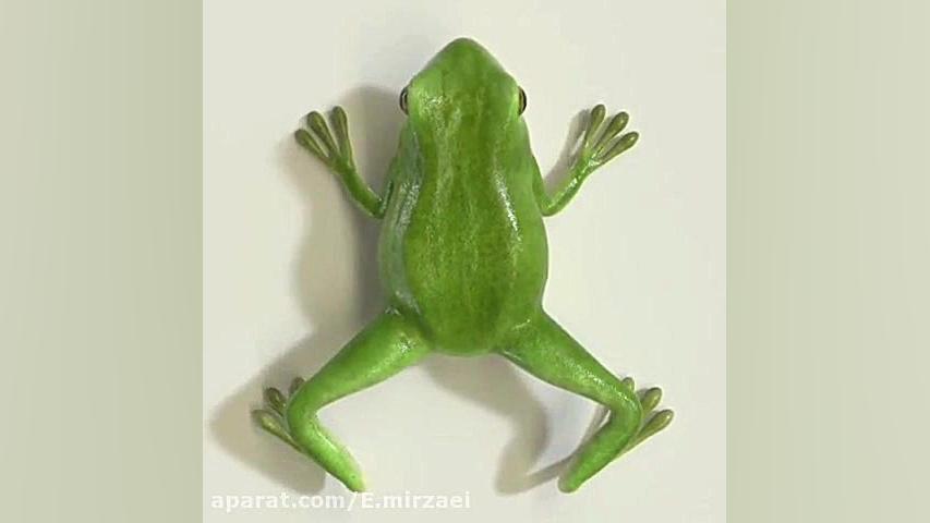 مراحل رشد قورباغه