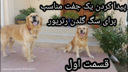پیدا کردن جفت مناسب برای سگ گل...