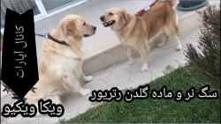 جفت نر و ماده گلدن رتریور.در ج...
