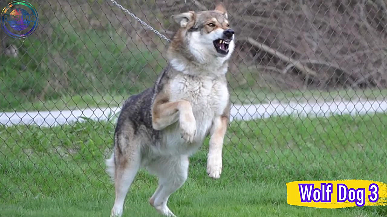 هشت تا از خطرناک ترین نژاد سگ...