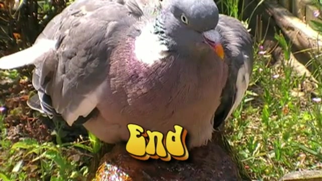 آب درمانی فاخته مجروح