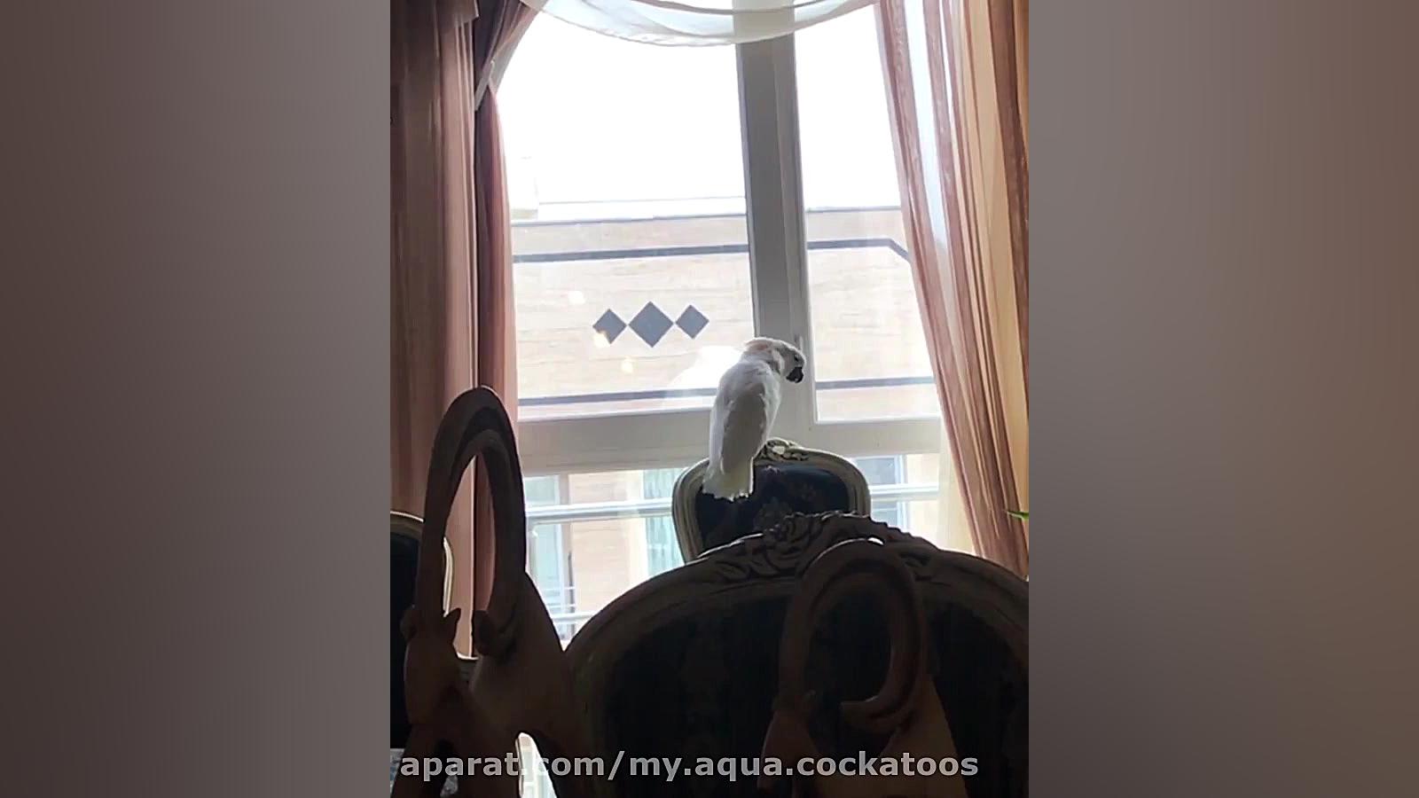 این هم عاقبت زیاد در خانه ماند...