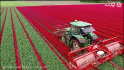 مستند میوه ها روی درخت مانده ا...