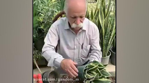آموزش قلمه گیری از سانسوریا قل...