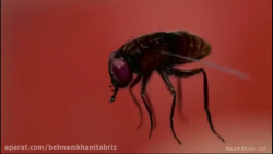 یک سکانس از فیلم مرد عنکبوتی (...