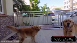 جفتیابی برای سگ گلدن رتریور اص...