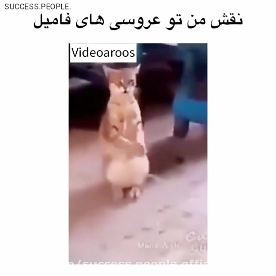 نقش من تو عروسی های فامیل