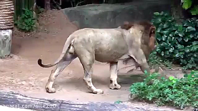 بازی دیانا و روما... پرنسس دیا...