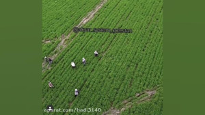 خشکه کاری مدرن برنج هادی جرجان...