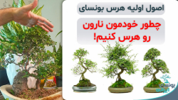 نکات کلیدی در هرس بونسای نارون