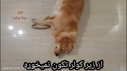 سگ حامله. روز پنجاهم بارداری س...