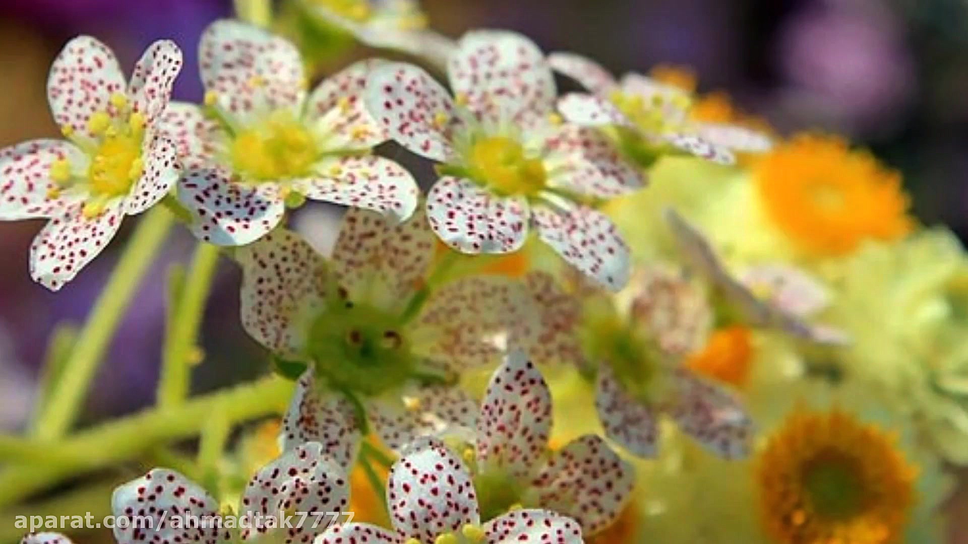 دکلمه بسیار زیبا و دلنشین با ص...