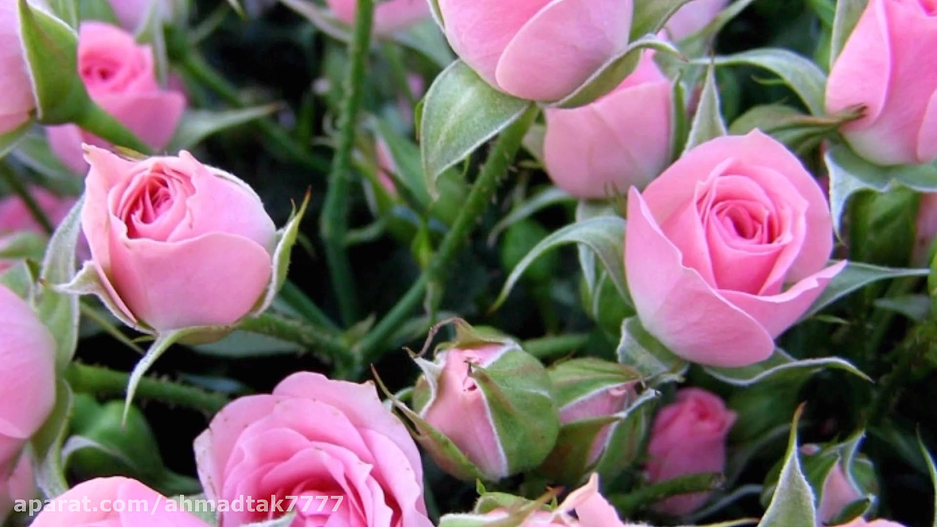 ای که شب در مردمک های تو...