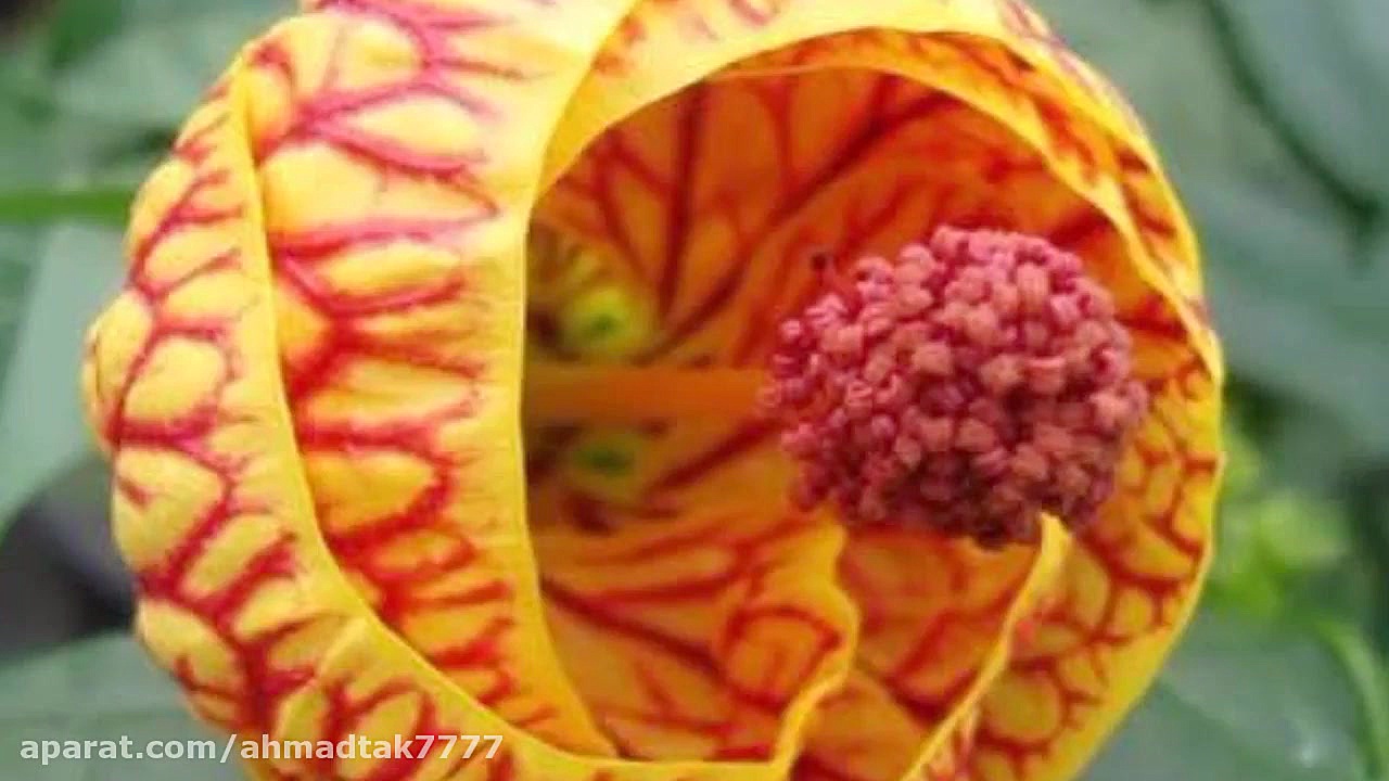 با غم عشق تو میسازم ما...