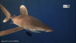 حمله کوسه به انسان های داخل کش...