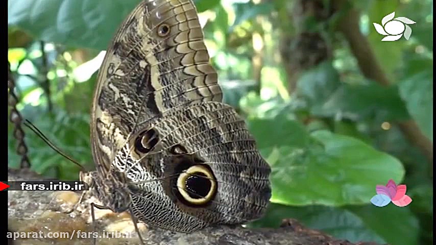 ترانه زیبای &quot; آرامش &quot...