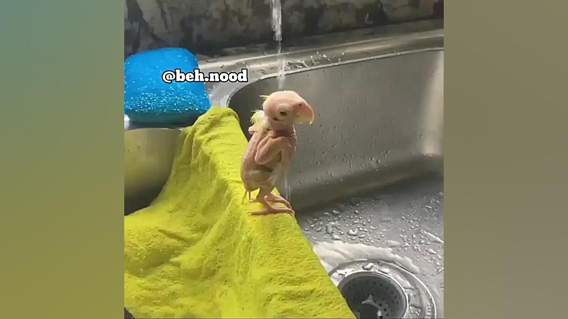 صدا گذاری جوجه لخت  در حال حما...