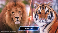 شیر و ببر  چه کسی در یک نبرد پ...