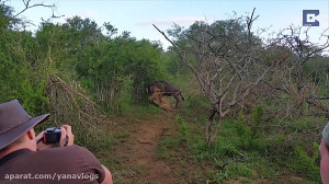 جنگ با شیر و تلاش برای نجات زن...