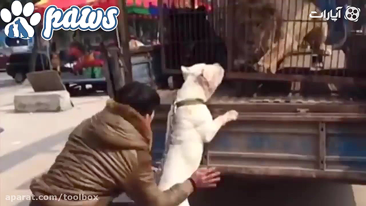 وقتی سگها با حیوانات وحشی رودر...