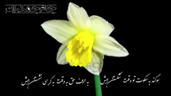 تبریک نیمه شعبان ولادت امام زم...