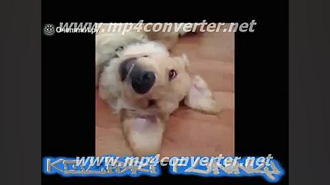 جدیدترین پر بیننده ترین کلیپ ط...