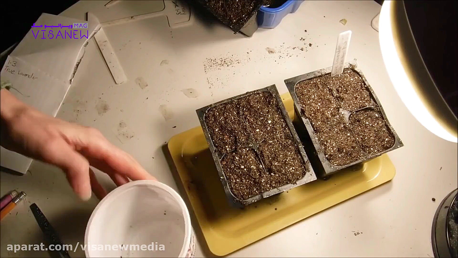 ⭕️شرایط نگهداری گل شاه پسند⭕...