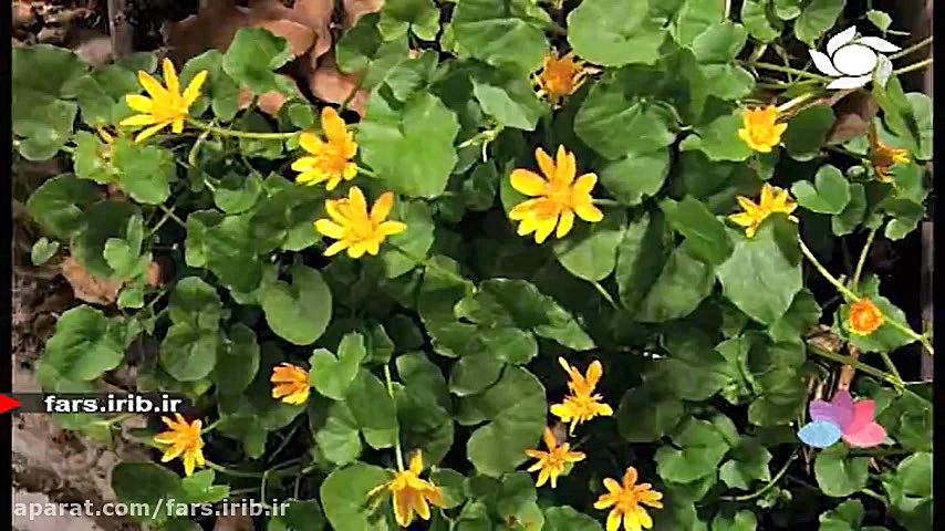 ترانه زیبای &quot; ازت مچکرم &...