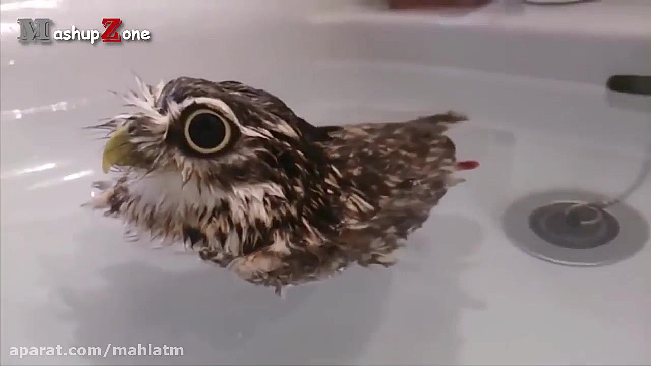 کلیپ بامزه از جغد لوس و شیطون