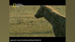 دنیای ترسناک حیوانات وحشی شکار...