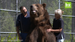 دوستی انسان و خرس !