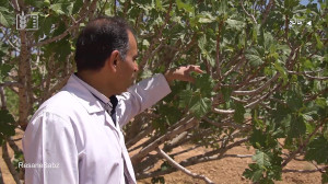 باغهای دیم در اراضی شیبدار