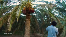 بیماری پژمردگی و خشکیدگی خوشه...