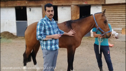 شل کن عزیزم (آموزش تزریقات اسب...