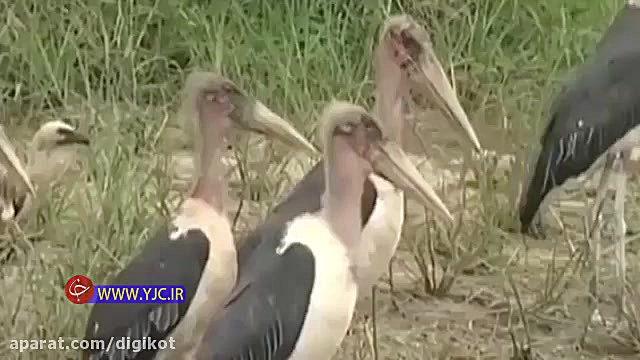 حیات وحش، حمله کروکودیل به کرک...