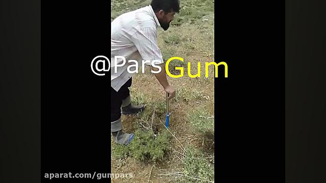 تیغ زدن صحیح گون برای برداشت ک...