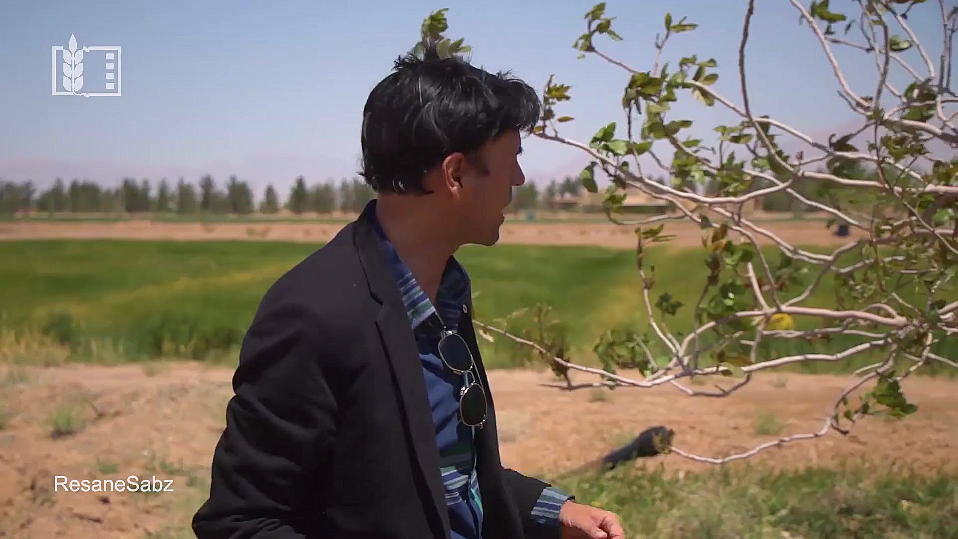 گرده افشانی مصنوعی درختان پسته