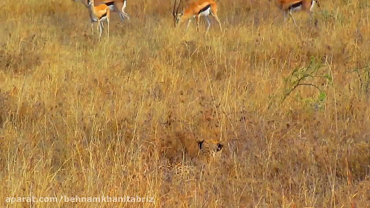 شکار بی رحمانه و زیرکانه یوزپل...