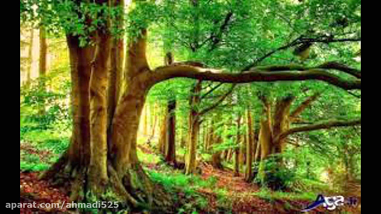 موسیقی محلی مازندرانی درنه جان...