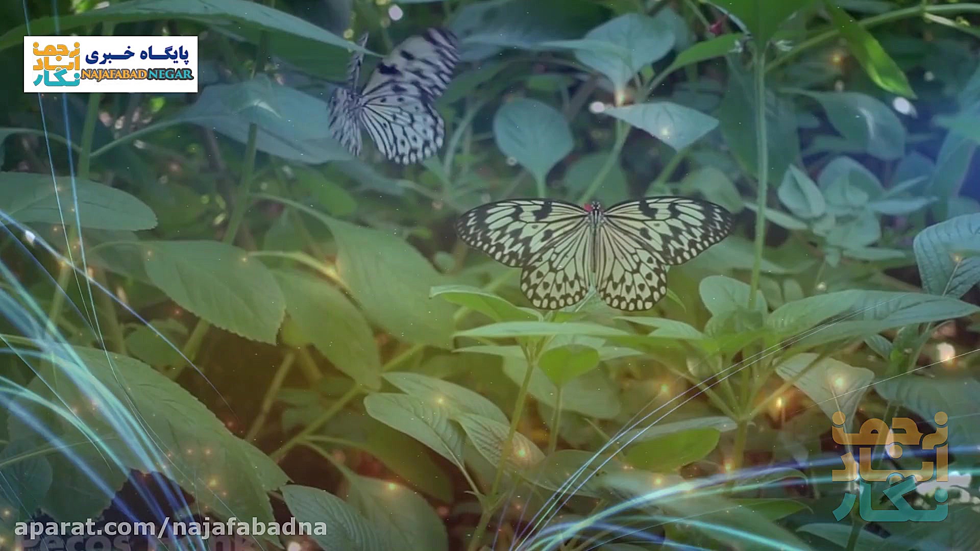 پیوند حضرت علی و فاطمه