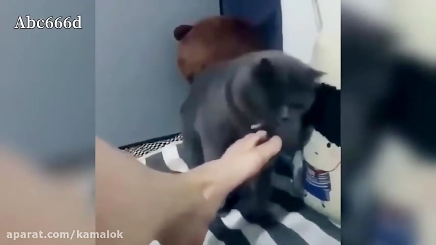 واکنش گربه ها در مقابل بوی بد...