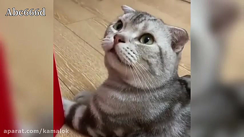 حرکات طنز و خنده دار گربه ها