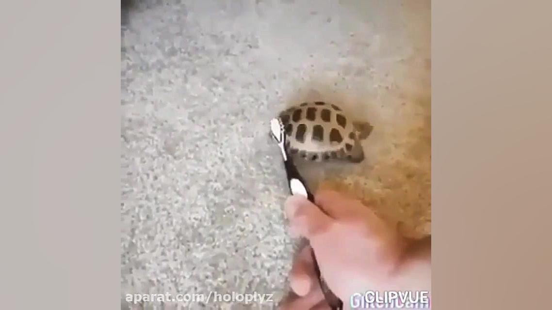 صداگزاری حیوانات