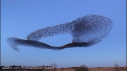 رفتارهای حیرت انگیز و عجیب حیو...