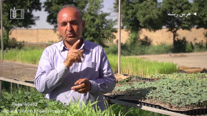 کشت نشایی محصولات زراعی