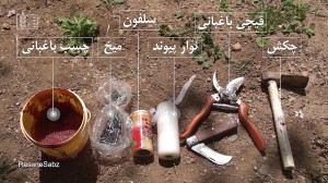 سرشاخه کاری درختان گردو